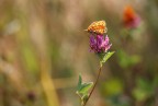 Controluce di Melitaea trivia