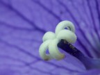 Fiore nel fiore...