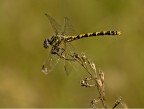 Gomphidae