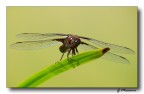 Libelluloa depressa - frontale