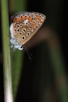 flashata