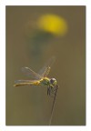 Tintarella