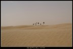 Oasi nel deserto