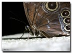 Farfalla