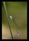 damigella verde