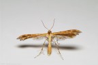 Cnaemidophorus sp.