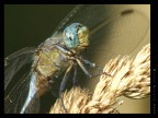 Libellula