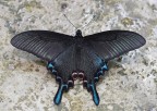 Farfalla Nera