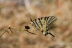 sigma 180mm, f14, iso200, 1/400 sec, -2/3ev, treppiede, scatto a filo, blocco specchio.