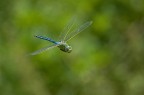 Libellula al volo