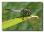 Libellula 2