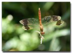 Libellula