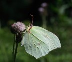 Gonepteryx Rhamni