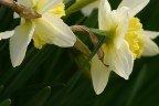 FiOrI