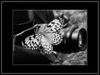 Farfalla
