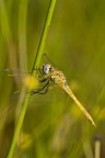 sigma 180mm, f11, iso200, 1/250 sec., luce naturale, treppiede, scatto a filo, blocco specchio.