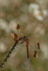 Libelluccica
