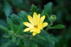 Giallo...