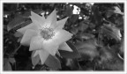 Fiore