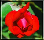Rosa bagnata...