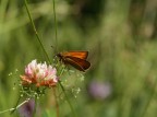 Ochlodes Venatus