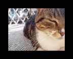 Sibilla