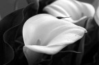 calla