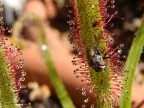 Drosera capensiis