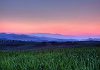 Il grano del mio pap