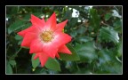 Fiore (colori)