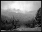 la neve si posa leggera fra le fronde degli alberi.. e disegna un paesaggio incantato..