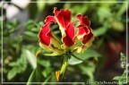 colori... rosso