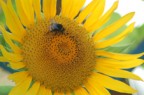 Girasole fecond