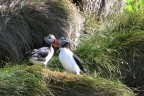 Fratercula arctica o pi comunemente chiamato pulcinella di mare. Nidifica nella parte pi alta delle scogliere. Il nome deriva dal piumaggio bianco e nero e dal buffo becco. Foto scattata dalla spiaggia vulcanica di Reynisfjara, a pochi km. da Vik.