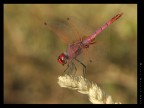 Libellula rossa