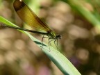 La mia prima foto con la FZ50 e lente closeup +1