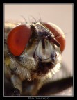 Occhi arrossati