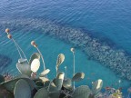 tropea