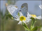 Butterfly in Love