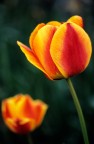 Tulipano