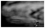 confusion B/W