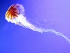 C' un cielo azzurro compatto e brillante, ed il suo mare dove dentro si specchia edove tante famiglie viventi vi abitano. Ce n una immobile e movente... Una tra lo stallo e l'inerzia, eppure  la stessa che fin nel pi minuto frammneto, esplode infinita vita!