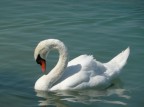 Cigno fotografato con la Panasonic TZ3

F/4,9 1/1000 sec  ISO-100  distanza focale 42mm