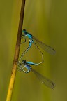 sigma 180mm, iso200, f9, 1/640 sec., -1/3ev, treppiede, scatto a filo, blocco specchio, luce naturale.