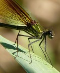 Un crop per rendere forse pi gradevole e leggibile l'immagine