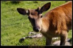 Cerbiatto