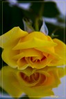 Rosa ubriaca