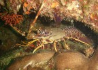 Aragosta (Palinurus elephas)