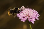 Misumena vatia a colazione