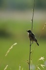 Giovane Saltimpalo in controluce